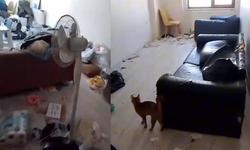 Savcılık kararıyla girilen çöp evdeki 6 kedi koruma altına alındı