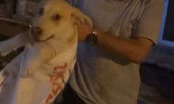 Çuvala koyulan sokak köpeğini duyarlı vatandaş kurtardı