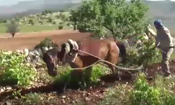 100 yıllık Dik yamaçlarda atlı çift gelenek