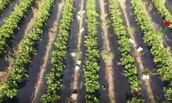 Hatay'da çilek hasadında rekolte sevinci