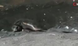 Erdemli sahilinde ilk kez Caretta Caretta yuva yaptı
