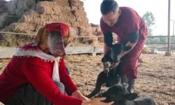 Tarsus’ta genç üreticiye 30 gebe düve desteği