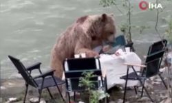 Piknik yapan gruba ayı sürprizi