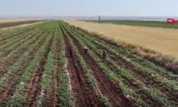 Diyarbakır karpuzunda hasat gecikti