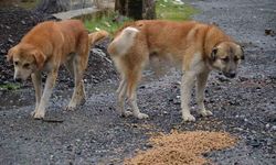 “Sokak köpekleri toplanmalı, sahiplerine ağır sorumluluk verilmeli”