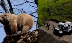 Mantar toplamaya gittiler ayıdan dayak yediler
