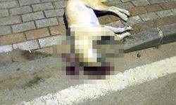 Oğlunu ısıran köpeği öldüren kişiye verilen beraat kararını istinaf bozdu