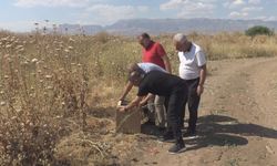 Odunlukta bulunan çöl varanı doğaya bırakıldı