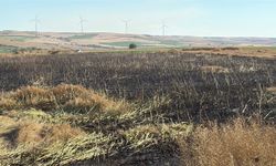Tekirdağ'da 60 dönüm buğday ve kanola ekili alan yangında zarar gördü