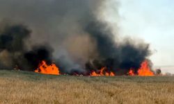 Tekirdağ’da yangında 300 dönüm buğday ekili alan zarar gördü
