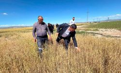 Tuz Gölü Ovası’nda doludan zarar gören tarım arazilerinde hasar tespit çalışması başlatılıyor