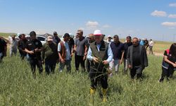 Buğday rekoltesinin 23 milyon tona yaklaşmasını bekliyoruz