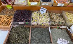 Altın değerinde bitki: Kilosu 1000 Lirayı buluyor