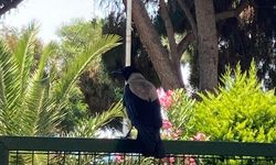 Mersin'de karganın ağzındaki taş park halindeki aracın üzerine düştü