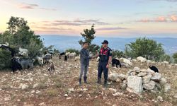 Kaybolan küçükbaş hayvanlar drone yardımıyla bulundu