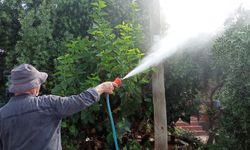 Mersin’de ağaçlarda ilaçlama mesaisi başladı