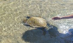 Sahilde ölü caretta caretta bulundu