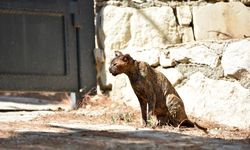 Alevlerin arasında kalan kedi 'Luna', tedaviye alındı