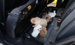 Arka koltuğun altından 5 Pomeranian çıktı