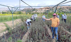 Mersin, Türkiye'nin tropikal meyve ve fidancılık üssü olma yolunda ilerliyor