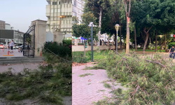 Tarsus Kültür Park'ta fırtına ağacı devirdi