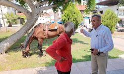 Mersin’de bitkin düşen atın yeni yuvası Antalya oldu
