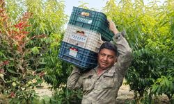 Mersinli üretici şeftali sezonuna ümitsiz girdi