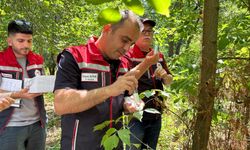 Edirne'de ‘kahverengi kokarca’ya karşı doğaya 728 ‘samuray arıcığı’ salındı