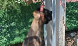 Bu nasıl vicdan? Köpek direğe asılı halde bulundu