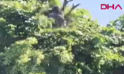 Budama için çıktığı ağaç sonu oldu
