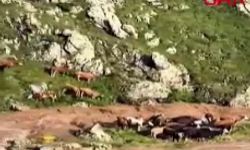 Derede mahsur kalan 4 inek suya kapıldı