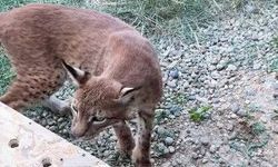 Hamzabeyli'de 2 vaşak ve 2 serval kedisi ele geçirildi