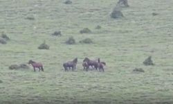 Yılkı atlarını çalarken suçüstü yakalandılar