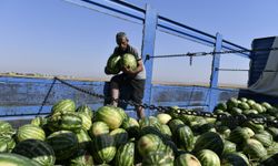 Türkiye'nin dört bir yanına Diyarbakır karpuzu gönderiliyor