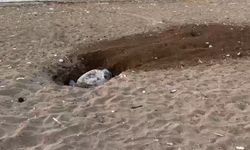 Deniz kaplumbağalarının yuvalama dönemi iklim değişikliği nedeniyle gecikti