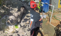 Mikserden dökülen betonda mahsur kalan yavru köpeği itfaiye kurtardı