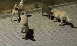 Kuşadası’nda başıboş köpekler yavru yaban domuzuna saldırdı; o anlar kamerada