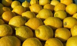 Silifke’de limon sezonu öncesi temkinli beklenti