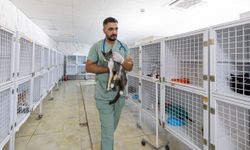 Alo 185'e gelen ihbarlarla yaralı hayvanlara hızlı müdahale