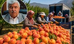Tepeköy’de şeftali üreticisi maliyetin altında kaldı