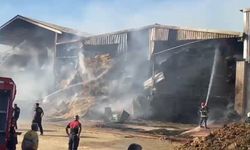 Şanlıurfa'da hayvan çiftliğinde yangın