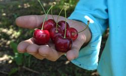 Kirazda rekor hasat, fiyatlar üreticiyi memnun etmedi
