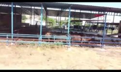 35 gebe angus düveyle üretimini büyüttü