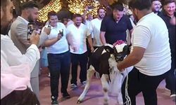 Damada dana hediye ettiler