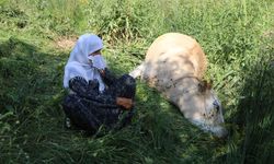 Uçuruma düşen inekleri ölen 7 çocuklu aileye, 2 inek ve 2 buzağı hibe edildi