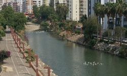 Mersin’in kuş cennetinde ördekler kurtarılmayı bekliyor
