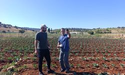 Silifke'de olumsuz hava şartları karnabahar hasadını ceciktirdi