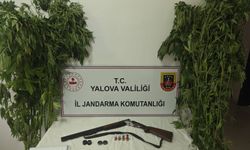 Yalova’da evlerinin bahçesine kenevir eken 2 şüpheli gözaltına alındı