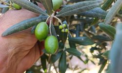 Mut'ta Zeytin bahçeleri umut veriyor