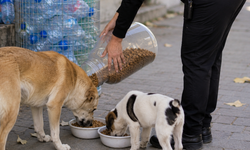 Plastik şişeler mamaya dönüşecek, can dostlar kazanacak